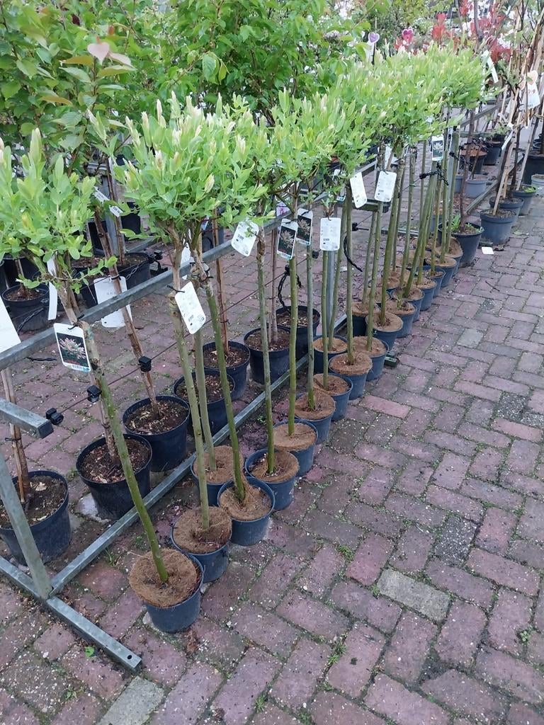Salix Hakuro Nishiki op stam - Sierlijke Japanse Wilg, Ophalen, Zomer, Volle zon, Overige soorten