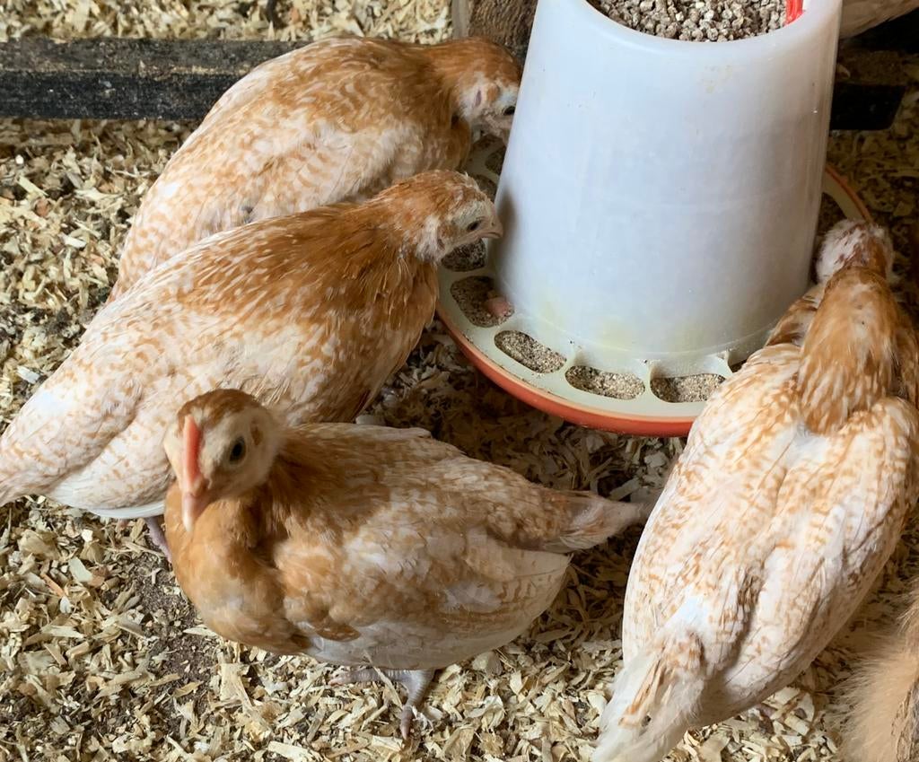 Friese meeuw kuikens, Dieren en Toebehoren, Pluimvee, Vrouwelijk, Kip