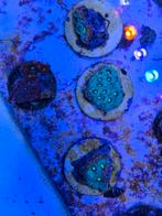 Favites War coral stekjes, Dieren en Toebehoren, Ophalen, ., Plant(en), Steen of Hout, Nieuw