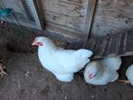 Witte wyandotte kriel kippen., Dieren en Toebehoren, Pluimvee, Vrouwelijk, Kip