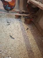 Broedeieren van welsumer kriel, Dieren en Toebehoren, Geslacht onbekend