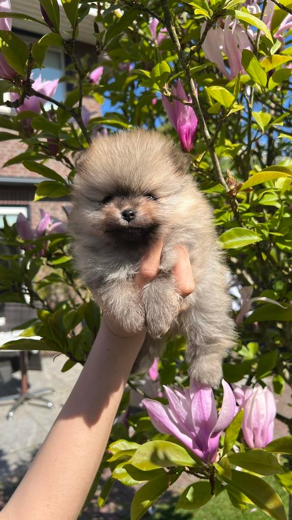 Pomeriaan pups te koop, Parvo, Keeshond, 8 tot 15 weken, Meerdere