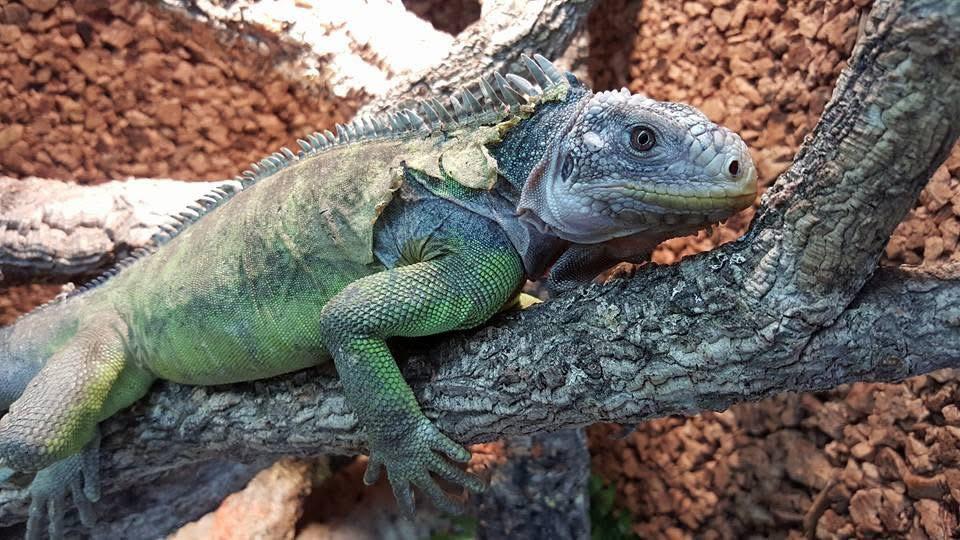 Iguana Delicatissima nk dec 2025, Dieren en Toebehoren, Reptielen en Amfibieën, Slang, 0 tot 2 jaar