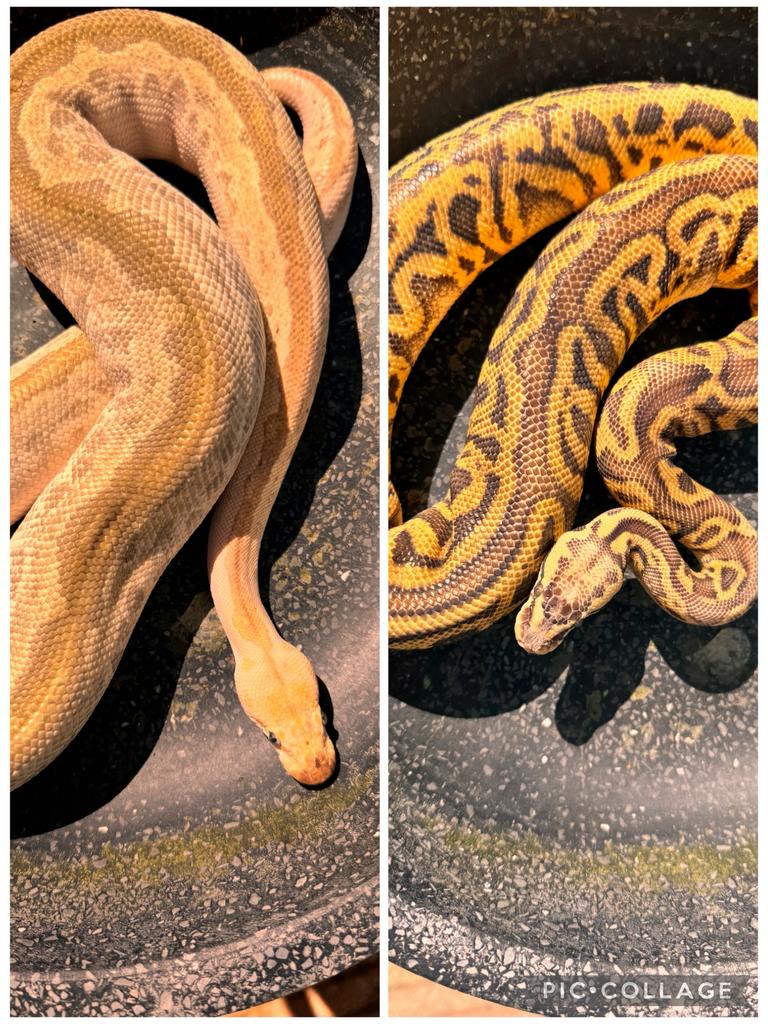 1.1 bamboo pastel SN clown /  leopard s pastel clown, Dieren en Toebehoren, Slang, 0 tot 2 jaar