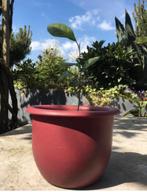 Biologische citroen en mandarijn plantjes, Fruitplant, Ophalen of Verzenden, In pot, Minder dan 100 cm