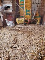 Kippen, Dieren en Toebehoren, Pluimvee, Vrouwelijk, Kip