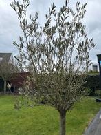 Olijfboom in pot - Mediterraanse sfeer!, Ophalen, Volle zon, Vaste plant, Bloeit niet