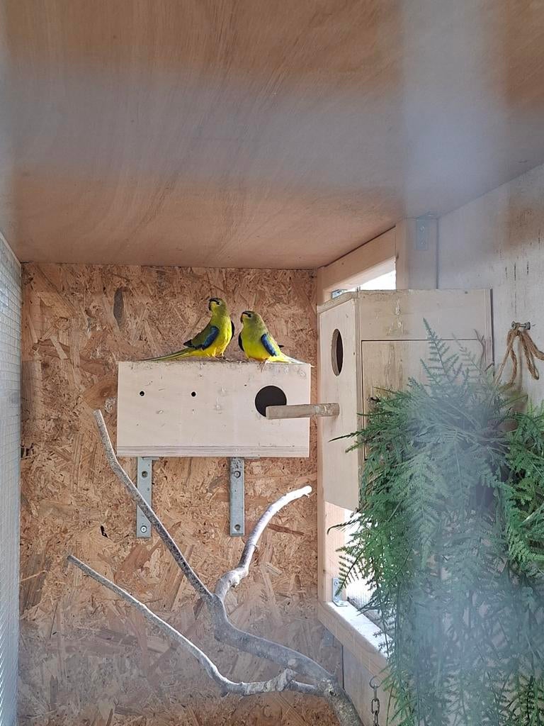 Elegant parkieten, Dieren en Toebehoren, Meerdere dieren, Parkiet