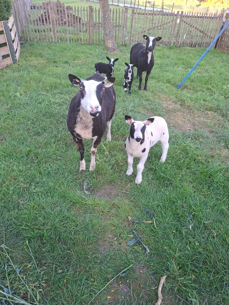 2 bonte schapen met lammeren te koop, Meerdere dieren, Schaap, 0 tot 2 jaar
