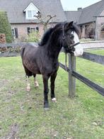 Zwarte Welsh A merrie, Dieren en Toebehoren, Pony's, Merrie, Niet van toepassing, A pony (tot 1.17m), 3 tot 6 jaar