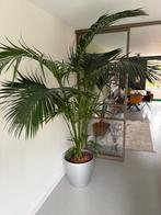 Mooie grote forsteriana binnenplant, Ophalen, 200 cm of meer, Overige soorten, Halfschaduw