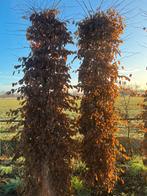 carpinus, Tuin en Terras, Overige soorten, 250 tot 400 cm, Zomer, Ophalen