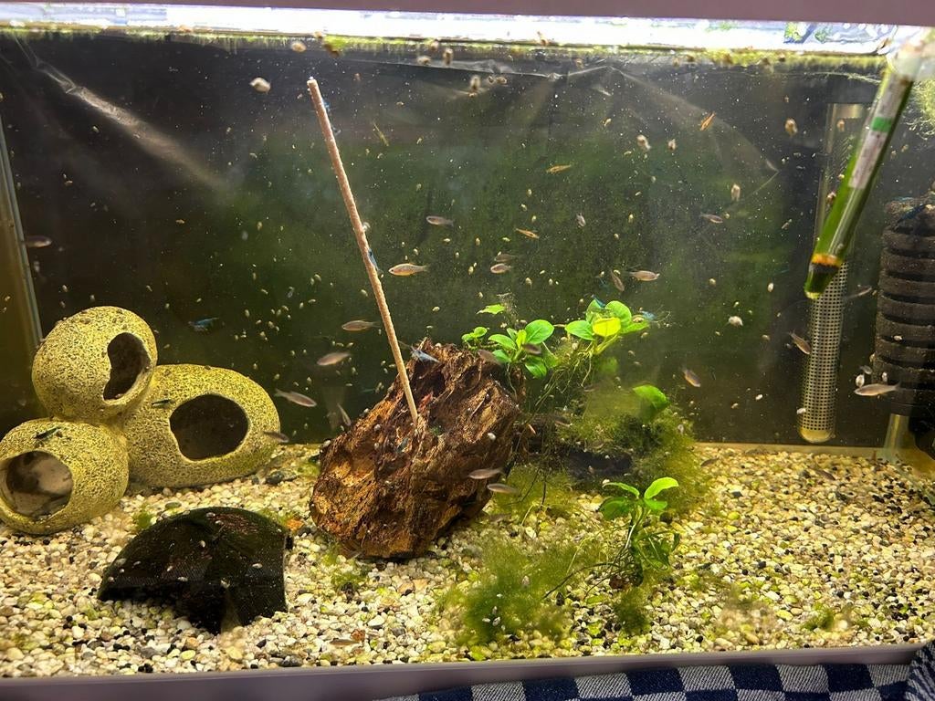 Galaxy Rasbora (Danio margaritatus), Dieren en Toebehoren, Vis, Zoetwatervis, Schoolvis