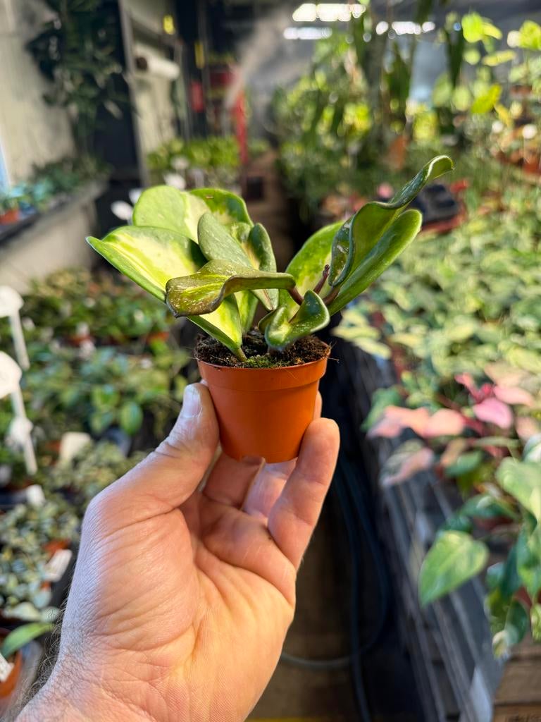 Hoya obovata variegata - Prachtige wasbloem in 6 cm pot, Huis en Inrichting, Kamerplanten, Ophalen of Verzenden