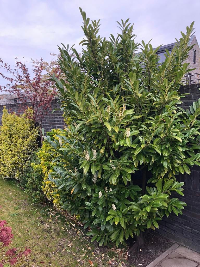 Tuinplanten diversen, Tuin en Terras, Ophalen, Overige soorten, Minder dan 100 cm