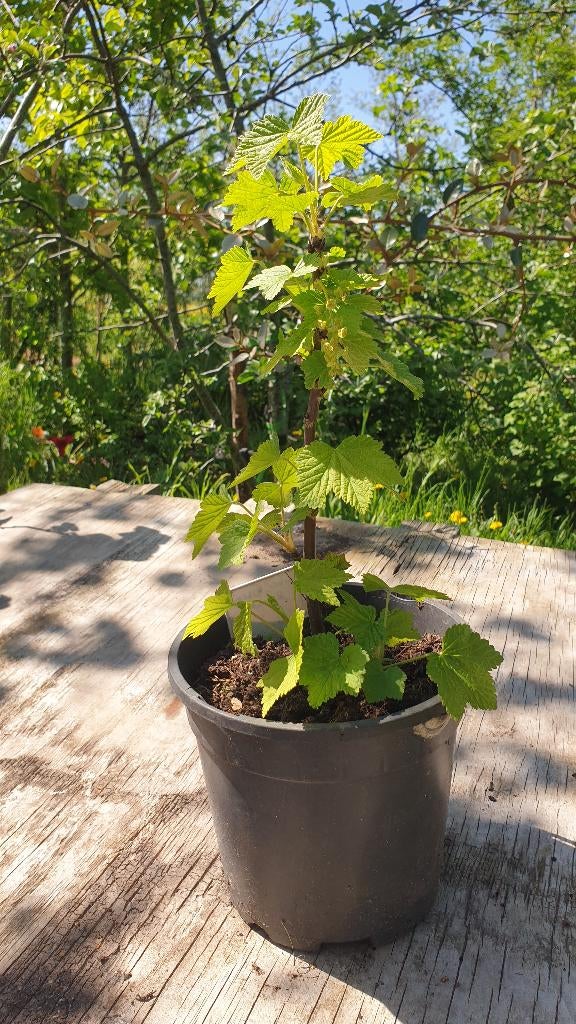 Zwarte aalbes - Titania, Ophalen, Minder dan 100 cm, Lente, Overige soorten