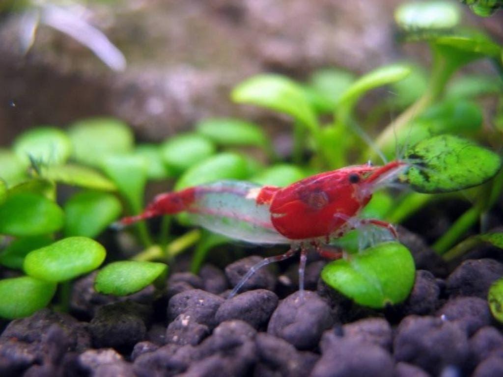 garnalen zijn eigen import dus vol op kleur!, Dieren en Toebehoren, Vissen | Aquariumvissen, Vis