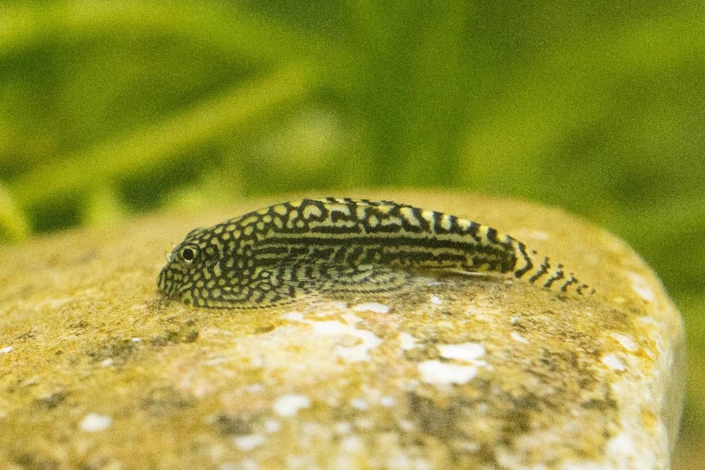 Compleet hillstream/koudwater aquariumbestand, Dieren en Toebehoren, Vissen | Aquariumvissen, Vis, Zoetwatervis