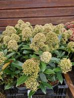 Skimmia, Ophalen, Vaste plant, Overige soorten, Volle zon