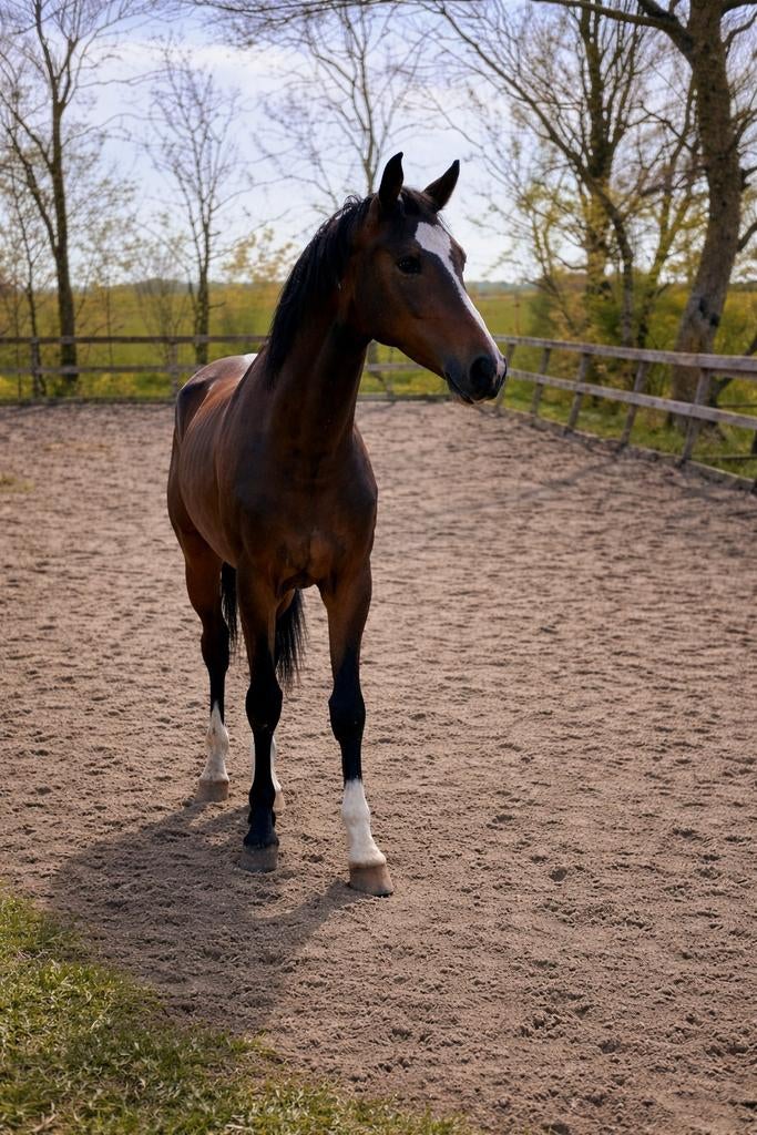 𝐌𝐞𝐫𝐫𝐢𝐞 – 𝐎𝐛𝐞𝐥𝐢𝐬𝐤 𝐄𝐥𝐢𝐭𝐞 x 𝐎𝐛𝐞𝐫𝐨𝐧, Dieren en Toebehoren, Paarden, Merrie, Met stamboom, Dressuurpaard, 0 tot 2 jaar