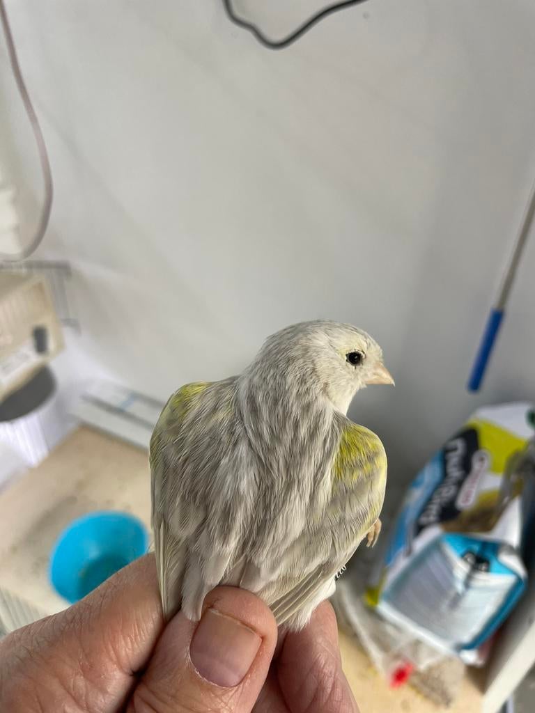 Geel mozaiek agaat opaal, Dieren en Toebehoren, Vogels | Kanaries, Meerdere dieren, Kleurkanarie