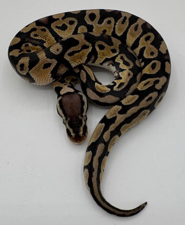 Koningspython ballpython Pastel man Ball Python - male for sale from willems