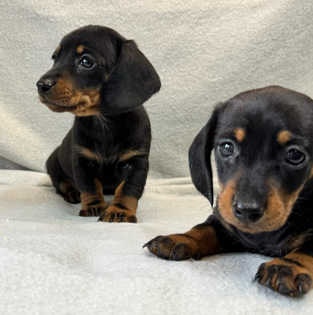 Teckel pups gladhaar, Dieren en Toebehoren, Honden | Teckels en Dashonden, Reu, Korthaar, Dwerg, Fokker | Professioneel, Meerdere