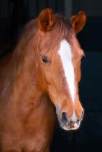 Gereserveerd, Dieren en Toebehoren, Pony's, Merrie, 11 jaar of ouder