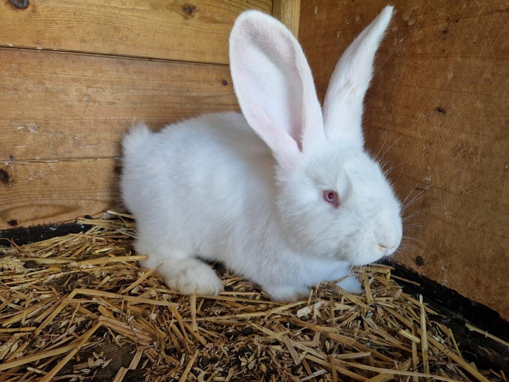 Vlaamse Reus, Dieren en Toebehoren, Konijnen, Mannelijk, Groot