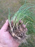 Polletjes kraailook wilde bieslook, Tuin en Terras, Planten | Tuinplanten, Ophalen of Verzenden, Vaste plant, Overige soorten