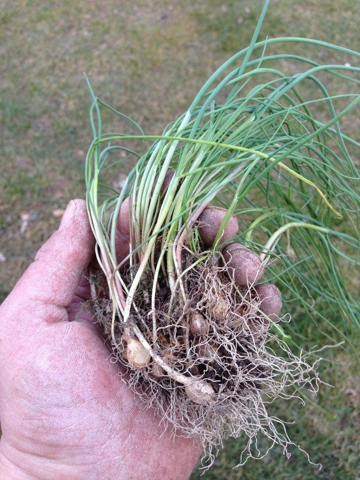 Polletjes kraailook wilde bieslook, Tuin en Terras, Planten | Tuinplanten, Vaste plant, Overige soorten, Volle zon, Ophalen of Verzenden