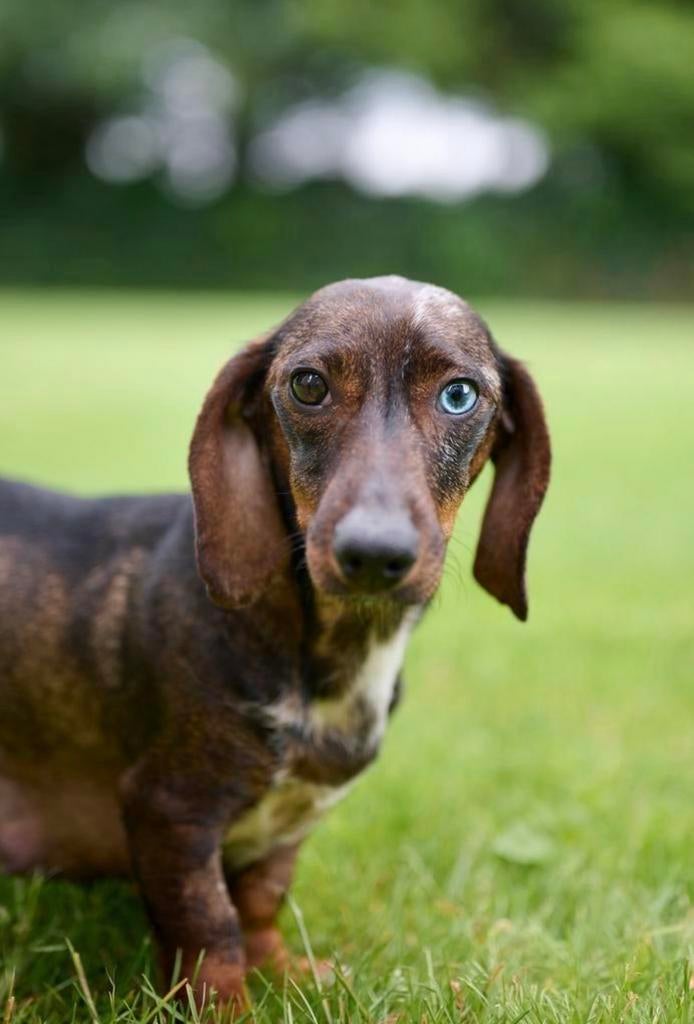 Dwergteckel teefje 4 jaar, Korthaar, Teef, Dwerg, Parvo