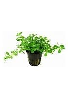 bacopa monnieri compacta €4,95, ., Overige typen, Nieuw, Ophalen of Verzenden