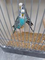 Koppel grasparkieten., Meerdere dieren, Parkiet