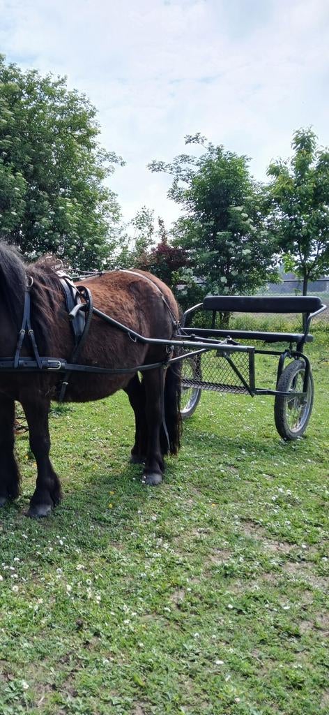 Sulky cavallettie, Ophalen, Overige soorten