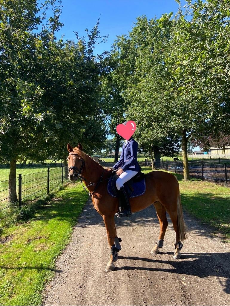 Lieve C pony, Met stamboom, Ruin, Springpony, 7 tot 10 jaar