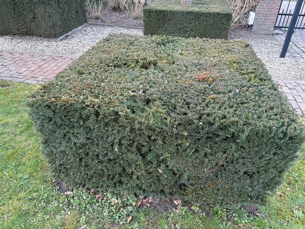 Gratis taxussen, Ophalen, Zo goed als nieuw, Minder dan 10 m²