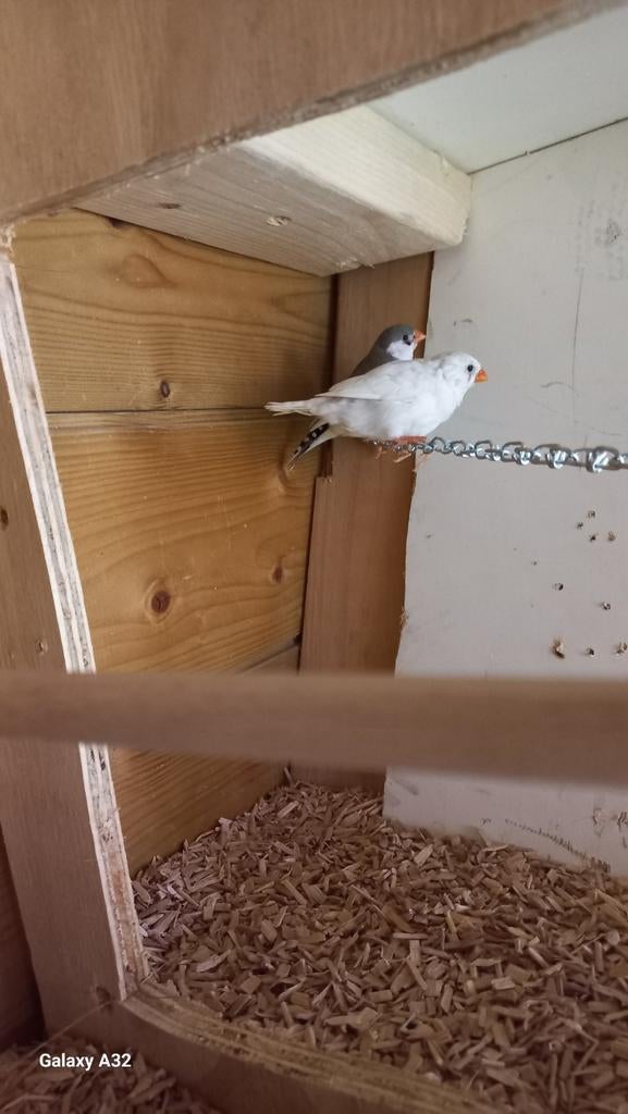 tropische vogels, Dieren en Toebehoren, Ophalen of Verzenden, Nieuw, Kooi-accessoires
