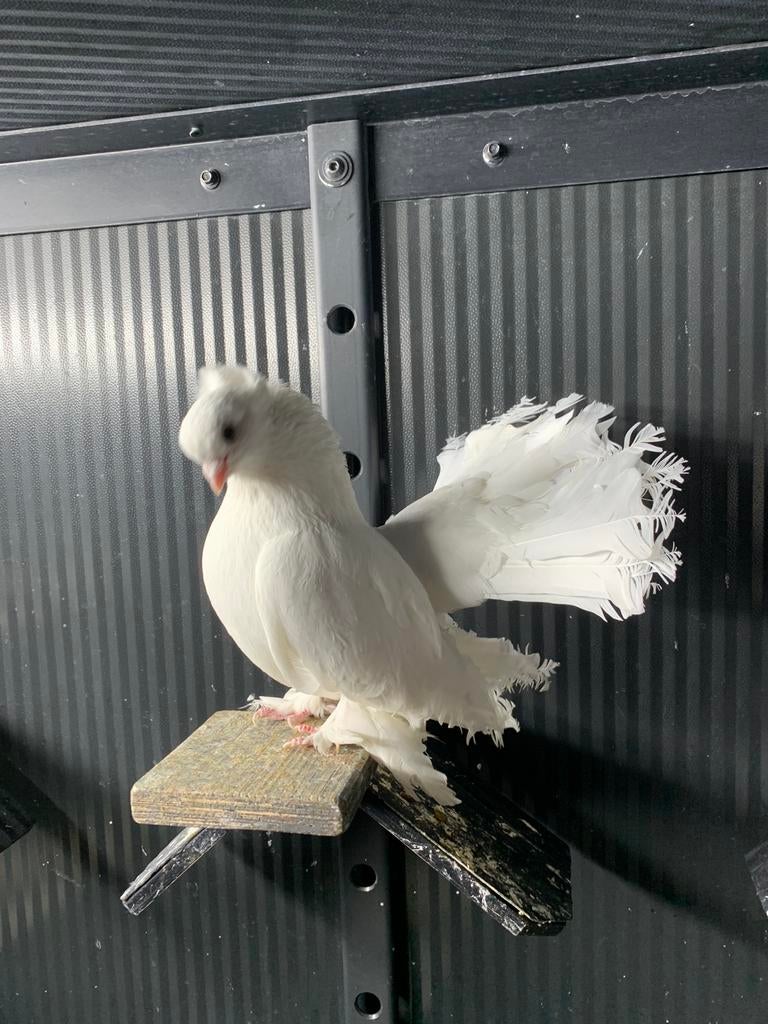 Prachtige Noordkaukasische tuimelaar sierduiven duiven duif, Dieren en Toebehoren, Mannelijk