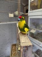 Te koop mooie kakarikis br rijp, Dieren en Toebehoren, Vogels | Overige Vogels, Meerdere dieren, Geringd