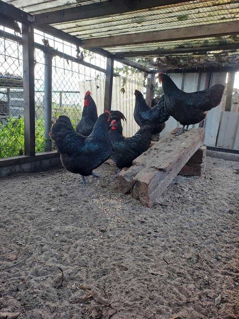 Broedeieren australorp zwart groot, Dieren en Toebehoren, Geslacht onbekend, Kip