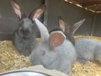 Duitse reusjes, Dieren en Toebehoren, Konijnen, Meerdere dieren, Groot, 0 tot 2 jaar