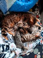 Nog 1 Bengaal kittens mogen over 2 weken verhuizen, Dieren en Toebehoren, Meerdere dieren, Gechipt, 0 tot 2 jaar