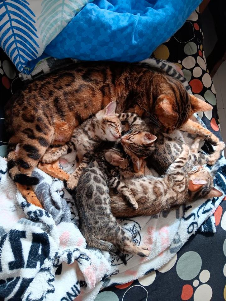 Nog 1 Bengaal kittens mogen over 2 weken verhuizen, Dieren en Toebehoren, Katten en Kittens | Raskatten | Korthaar, Meerdere dieren