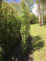 Hedera Hibernica  180/++ cm  a euro 4,50 klimop, Ophalen, Overige soorten, Haag, 100 tot 250 cm