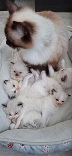 Ragdoll kittens met stamboom, Meerdere dieren, Met stamboom, 0 tot 2 jaar