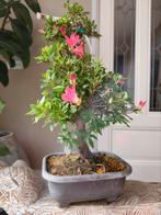 Satsuki Azalea Rin Bonsai 65cm, Ophalen, Bloeit niet, Halfschaduw, Overige soorten
