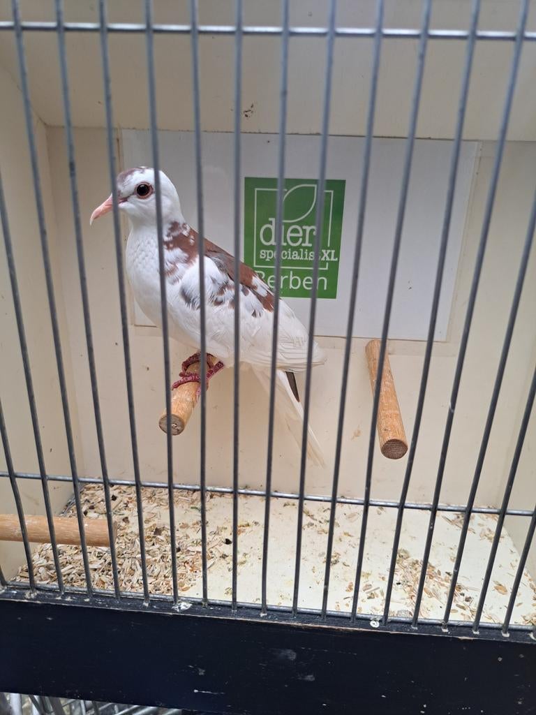 Bonte Senegal duif  doffer, Mannelijk, Geringd