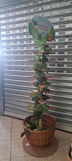 Houten boom display in rieten mand, Ophalen