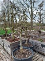 Appel- en perenbomen te koop, Ophalen, Lente, Volle zon, Overige soorten